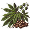 Rizinus icon