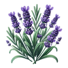 Lavendel icon